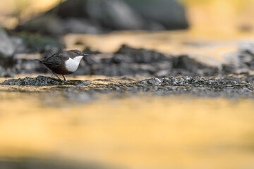 The golden river and the Dipper (Cinclus cinclus)