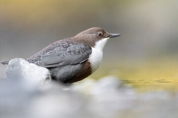 Fine art portrait of Dipper at morning (Cinclus cinclus)
