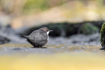 Fine art portrait of European dipper (Cinclus cinclus)