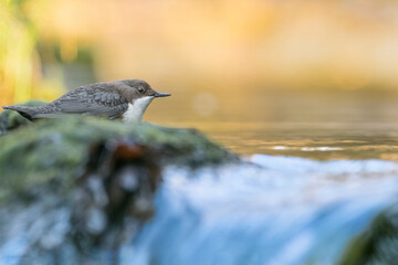 Fine art portrait of European dipper at morning (Cinclus cinclus)