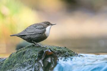 White throated dipper perched on rock on the top of waterfall (Cinclus cinclus)