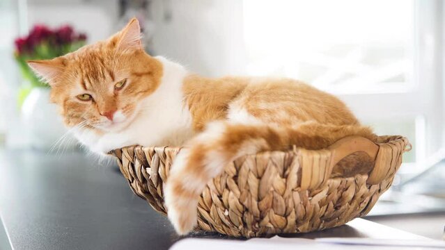 Cat in basket with animated sunshine
