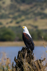 African Fish Eagle, Pilanesberg National Park