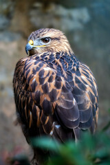 close up of a falcon