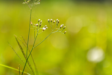 A plant known as Cyanthillium cinereum has mini flowers with various colors, the background of the leaves is green which is blurry