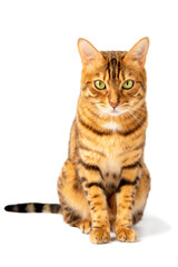 Obraz premium Portrait of a Bengal cat in full length on a white background.