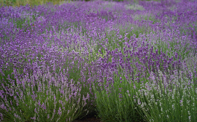 Colorful flowering lavandula or lavender field 