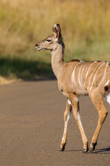 Kudu Calf, Pilanesberg