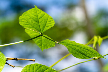 Green beans are young, unripe fruits of various cultivars of the common bean, although immature or young pods of the runner bean, yardlong bean, and hyacinth bean are used in a similar way.