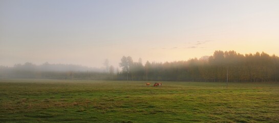 Picturesque panoramic view of green hills, fields and forest in a fog at sunrise. Cows graze in the background. Idyllic rural scene. Farm and food industry, domestic animals, countryside - obrazy, fototapety, plakaty