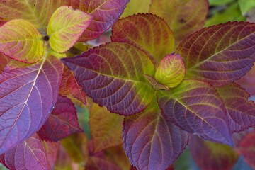 Purple and yellow hydrangea leaves in autumn, natural botanical background