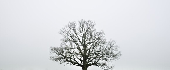 Lonely dry oak tree without leaves against the gloomy sky in a thick fog, close-up. Dark...