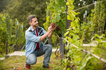 ripe grapevine harvest checked by viticulturist, grape farm