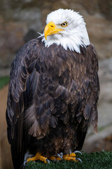 american eagle