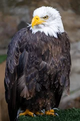 Foto op Plexiglas american eagle © photobertsch