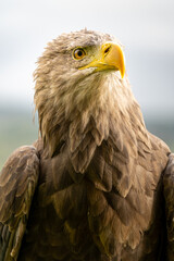 portrait of a eagle