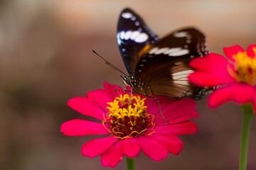 butterfly on flower