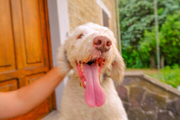 portrait of a dog with an open mouth and its tongue outside across the building. Domestic pet.  A hand petting a dog