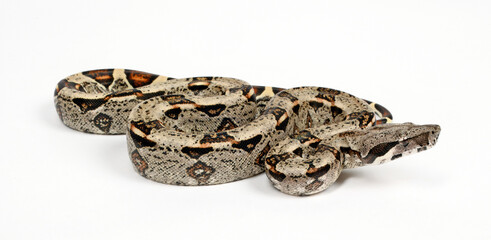 Red-tailed boa // Abgottschlange (Boa constrictor imperator) - Honduras