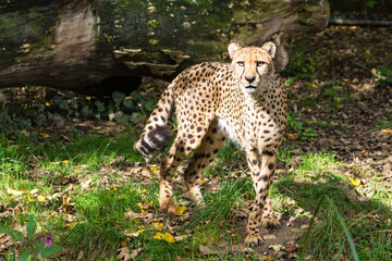 Portrait of leopard