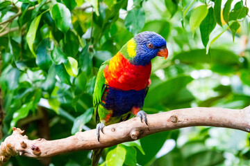 Rainbow Colorful Parrot Bird
