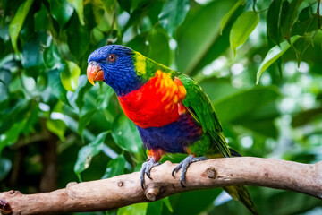 Rainbow Colorful Parrot Bird