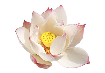 Top view, Brightness blossom blooming lotus flower with petals and yellow stamens isolated on white...