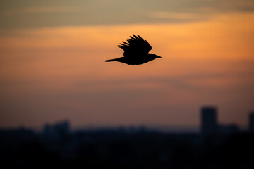 Silhouette of the bird at sunset