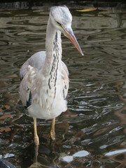 great crested grebe