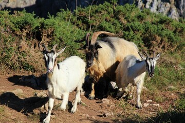 Fototapeta premium Goats on the cliff