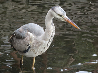 great white heron