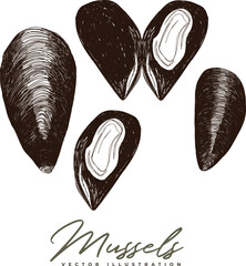 Hand-drawn illustration of mussels vector  - obrazy, fototapety, plakaty