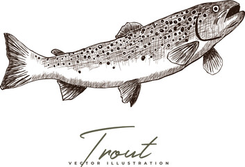 Vector detailed hand-drawn trout fish