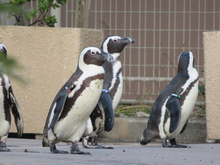 Obraz premium penguin in zoo