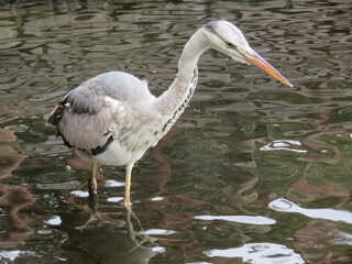 great blue heron