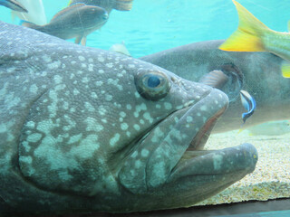 fish in aquarium