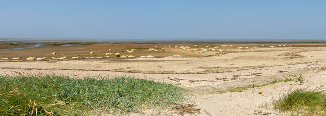 Vorland auf der Nordseeinsel Föhr