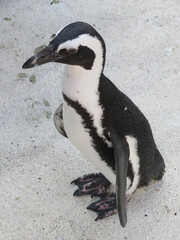 penguin on the rocks