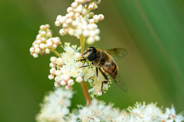 bee on a flower