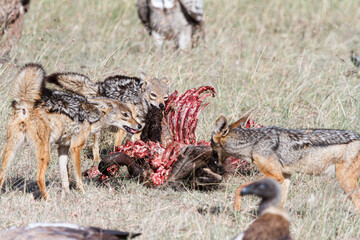 獲物を食すジャッカルの群れ