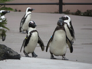 penguins on the rocks