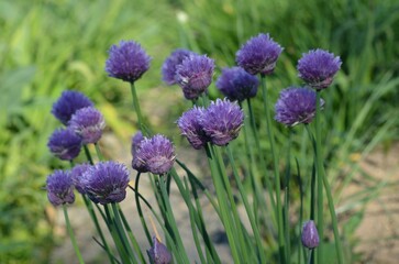 Blooming ornamental chive 'Lilac Mist'
