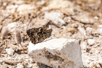 Butterfly on rock