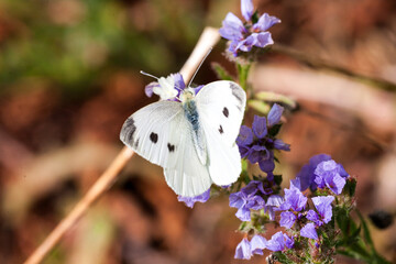 Feeding white butterfly