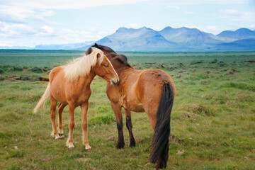 Obraz premium zwei braune fohlen auf der weide