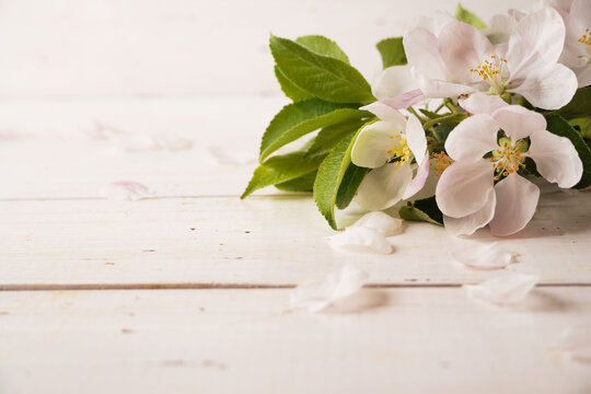 White sping blossoming tree with white rustic wooden background. Beautiful sping cherry flowers. Copy space.  Background for hair care and cosmetic products advertisement.