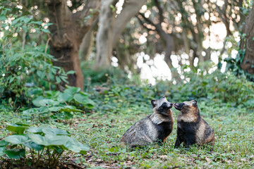 見つめ合う2頭のタヌキ