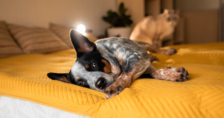 Cute dog Australian heeler lies on the bed. Cozy home bedroom. Domestic pet. Blue cattle dog resting on the bed