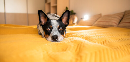 Cute dog Australian heeler lies on the bed. Cozy home bedroom. Domestic pet. Blue cattle dog resting on the bed