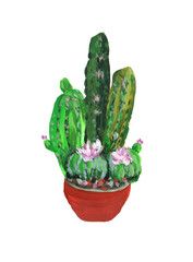 Cactus flowers. Cactus pot. Cactus illustration.